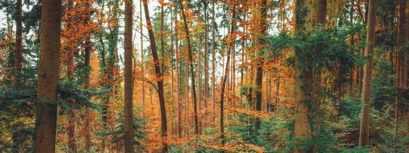 Forestry Property Banner